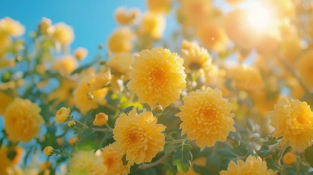 四季養花常識(四季常識)