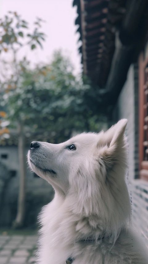 周黑鴨:崛起與挑戰的傳奇歷程