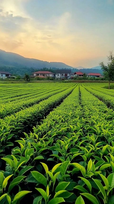 遼寧蔬菜價格六連漲:種植結構調整與極端天氣的雙重考驗