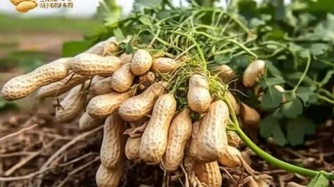 多味花生米的起源傳說及制作工藝揭秘