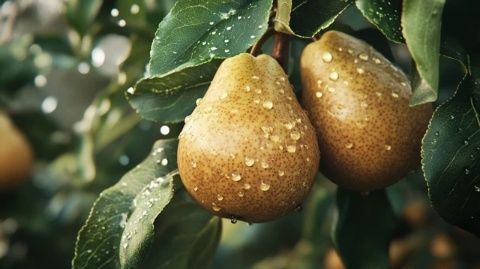 小凍梨領銜美食大戰:誰是最后的勝者?