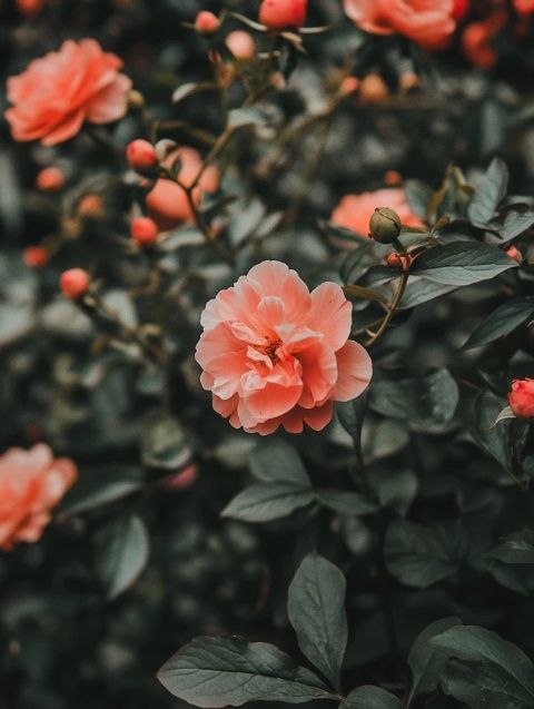 牡丹鸚鵡喂養(yǎng)與管理小常識全解