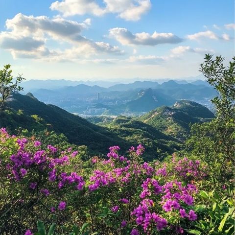 秋游妙峰山赴一場玫瑰之約