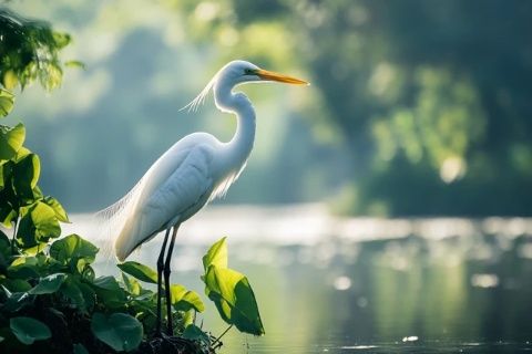 思南沙洲回憶錄:重現(xiàn)白鷺之舞,傳承文化記憶的復(fù)興之旅
