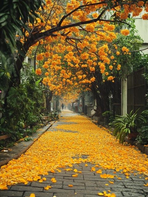 成都的市樹是什么？我國其他城市的市樹、市花都有哪些？