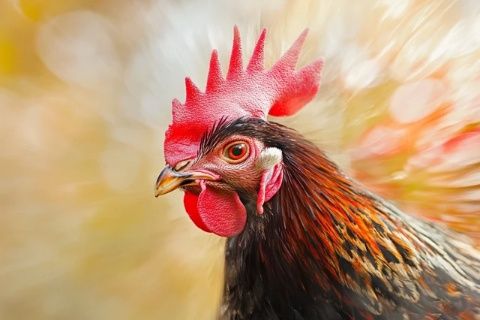 公雞如何免疫蜈蚣毒性的秘密:進化與天然防御機制的揭示