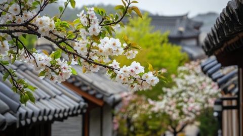 即墨古城春景絢爛!花卉盛開(kāi)位置及最佳觀(guān)賞時(shí)間一覽