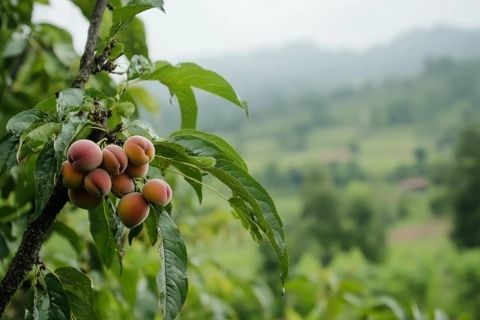 雄升農業(yè)帶你全面了解魔芋生長全過程