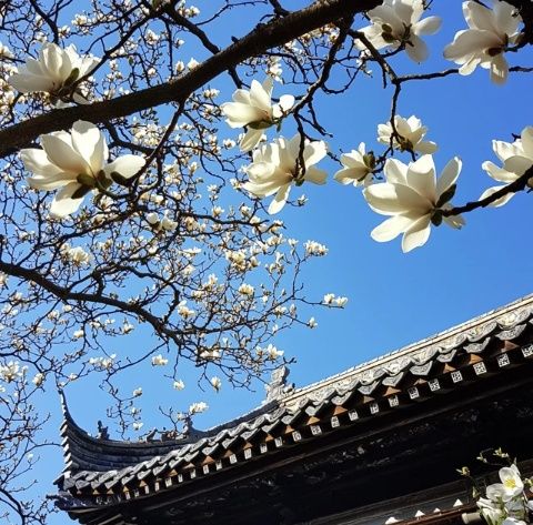 三月賞花踏青去哪兒?揚州美景美食等你來!