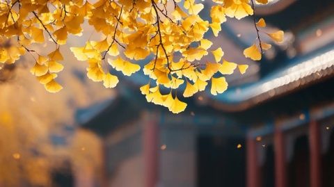秋日風光:北京紫禁城四周百花齊放