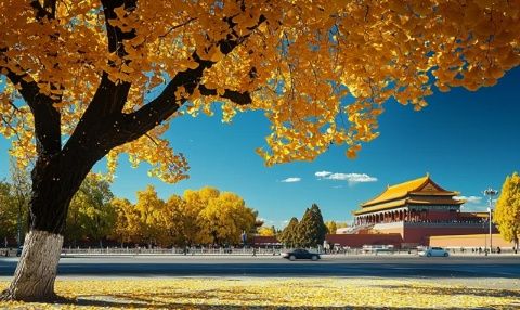 秋日風光:北京紫禁城四周百花齊放