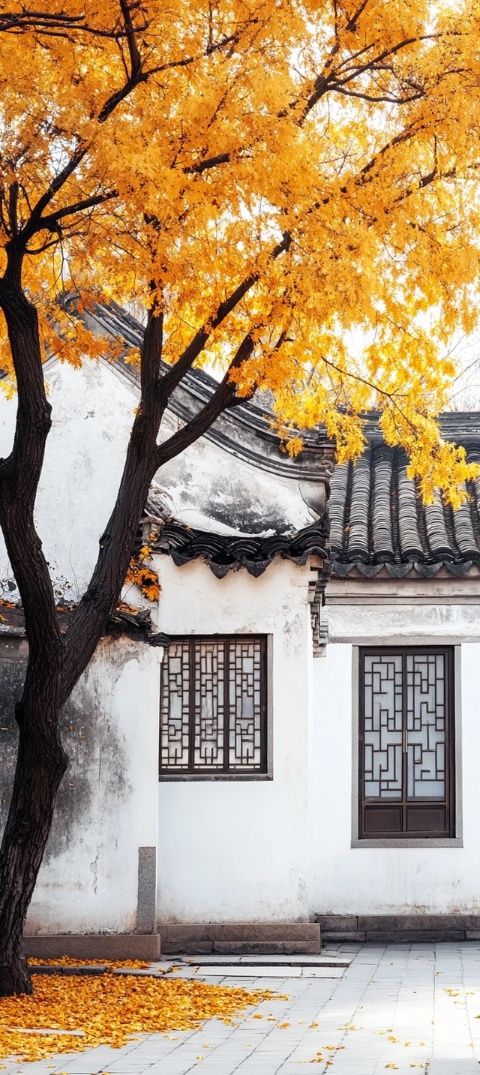 徽州的白墻黛瓦是秋色的天花板