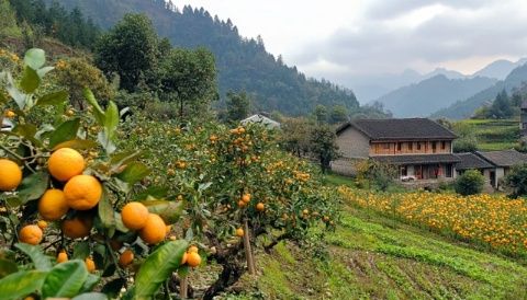 雙溪有機農業探索:遠離塵囂,體驗山林中的綠色之旅