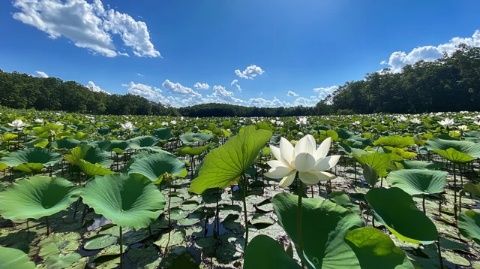 金湖荷花節:江蘇淮安生態旅游盛宴