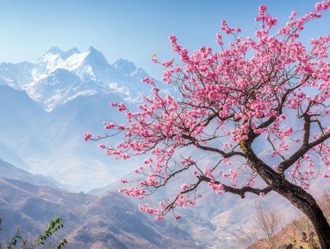櫻山花谷位于揭西縣京溪園鎮(zhèn)，每年2-3月，漫山遍野的櫻花將這里變成花的海洋
