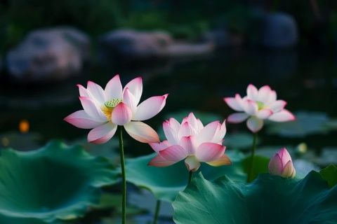 荷花的結(jié)構(gòu)知識(shí)簡(jiǎn)介