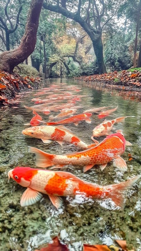 木魚鎮冷水魚天堂——野人飯店，美味與環境兼得的絕佳選擇！