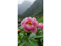 洛陽牡丹譽滿天下，美食之城名副其實