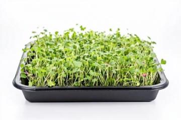 蔬菜發芽小常識:知道這些才是安全的吃法!