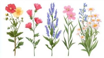 花草知識大會:花卉百態趣味