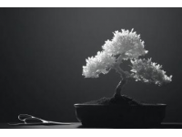 松樹盆景修剪技巧與教程視頻