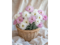 如何養出大花球：菊花養殖技巧全面指南
