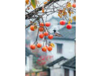 我愛的古鎮(zhèn)不多，和順?biāo)阋粋€(gè),理由有三一是美食多，二是古鎮(zhèn)古，三是文化深
