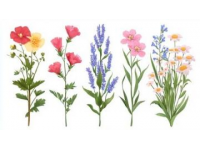 花草知識大會：花卉百態(tài)趣味