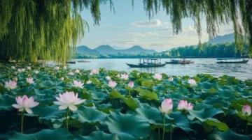 溱湖水生動(dòng)植物之美