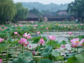溱湖水生動(dòng)植物之美