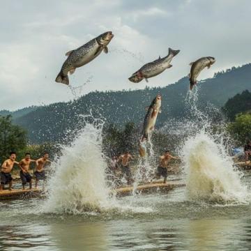 商丘糟魚探秘之旅:繞道百公里的味蕾冒險與意外挫折