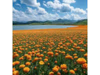 松花湖畔：藍(lán)天、綠地與綻放的山花，沉浸在自然的美好之中