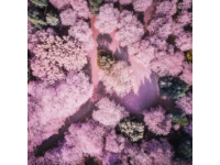 廣州賞花攻略：秋日里的粉色秘境，滿城異木棉等你來發現