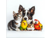 寵物飼養(yǎng)全攻略(寵物飼養(yǎng)常識(shí))