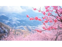 衡陽之旅:風景如畫的桃花源,古老的歷史,迷人的文化。