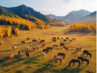 新疆伊犁草原自駕之旅：難忘的自然風(fēng)光與獨特體驗