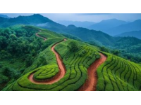 泰國清萊翠峰茶園：靜謐自然的網紅打卡圣地
