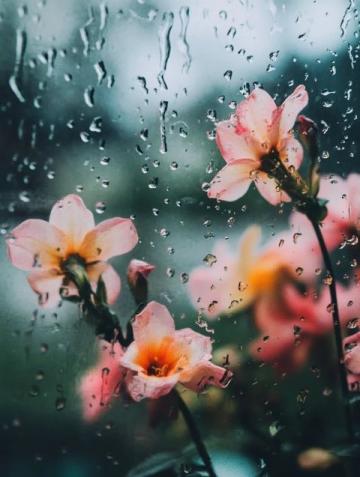 春雨滋潤萬物,彰顯生命的意義