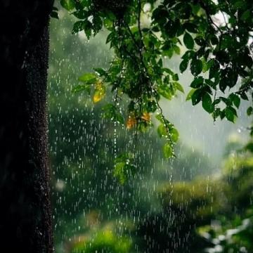 春雨滋潤萬物,彰顯生命的意義