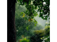 春雨滋潤萬物，彰顯生命的意義