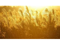 黃河口秋季盛宴：東營(yíng)大閘蟹的黃金時(shí)刻