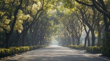 2025年2月1日:探索晨光中的合肥濱湖國家森林公園