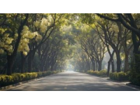 2025年2月1日：探索晨光中的合肥濱湖國(guó)家森林公園