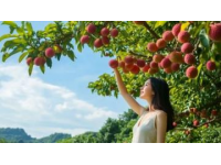 合江荔枝：盛夏限定的甜蜜美味，一口甜到心坎里