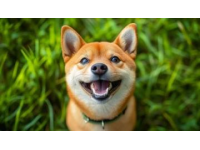 柴犬養護入門：品種特性及基礎常識詳解