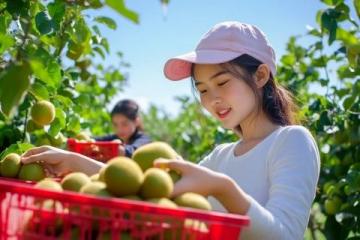 英德探秘:一家只做一道菜的農(nóng)莊,無花果浸大騸雞的獨特魅力
