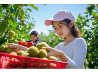英德探秘：一家只做一道菜的農(nóng)莊，無花果浸大騸雞的獨特魅力
