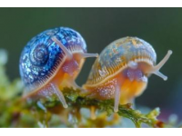 在動物世界里，若是論起牙齒數量，蝸牛絕對是當之無愧的冠軍,這種行動遲緩、背著螺旋