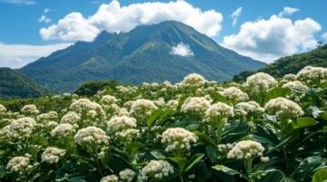 鐵山坪森林公園:木繡球花開盛景