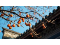 晉城特色美食之旅：舌尖上的高平烤豆腐與澤州甜柿